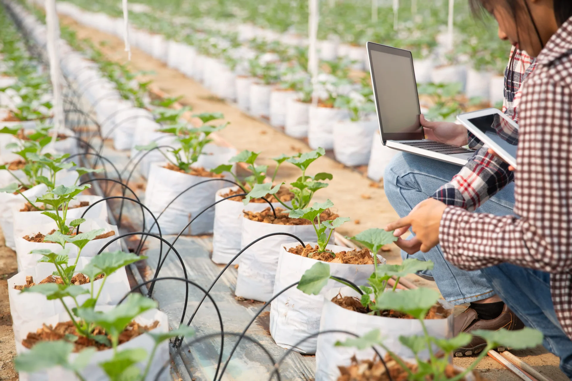 Types of remote sensing in agriculture showing NDVI imagery and field-level crop health insights for precision farming